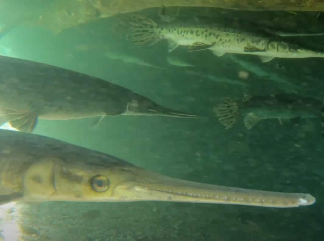 Screenshot 2025 04 01 at 7.43.25 PM In: Longnose Gar -2025 Ichetucknee | Our Santa Fe River, Inc. (OSFR) | Protecting the Santa Fe River
